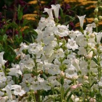 Penstemon 'Snowstorm'