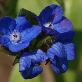 Anchusa Azurea 'Loddon Royalist'