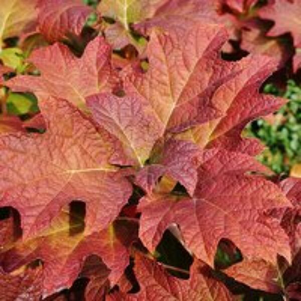 Hydrangea quercifolia 'Jetstream'