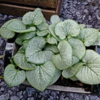 Brunnera macrophylla 'Looking Glass'