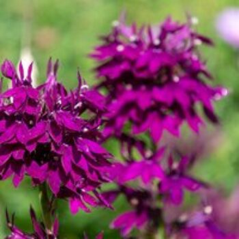 Lobelia 'Hadspen Purple'