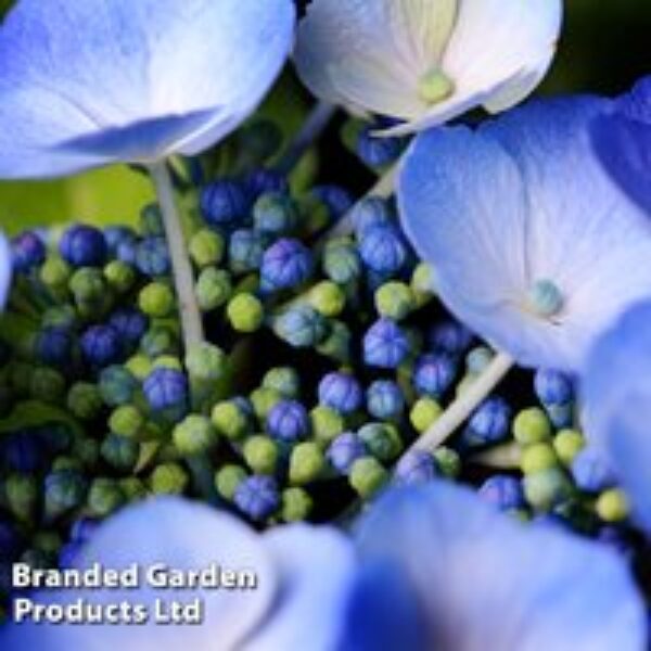 Hydrangea serrata 'Veerle'