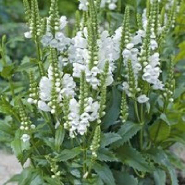 Physostegia virginiana 'Crystal Peak White'