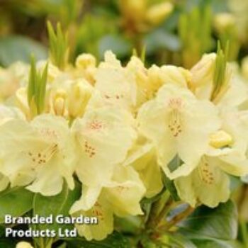 Rhododendron Yakush Hybrid 'Centennial Gold'