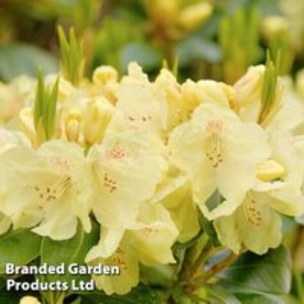 Rhododendron Yakush Hybrid 'Centennial Gold'