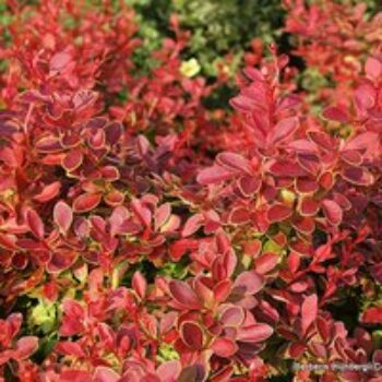 Berberis thunbergii 'Coral'