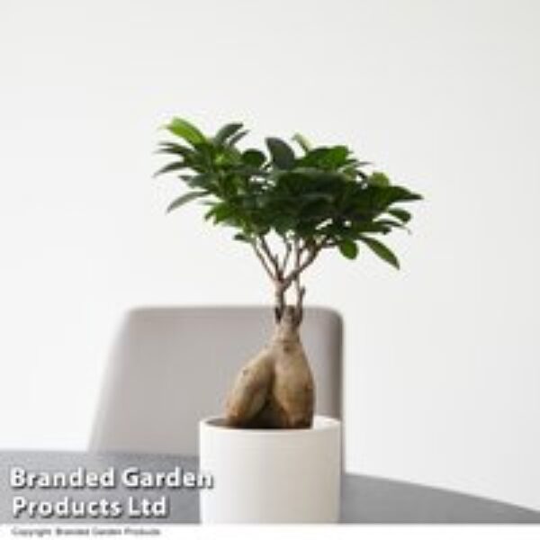 Ficus microcarpa 'Ginseng'