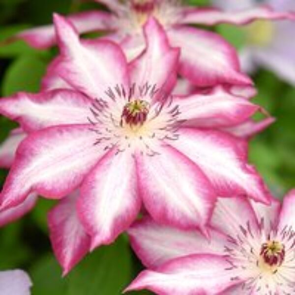 Clematis 'Picotee'