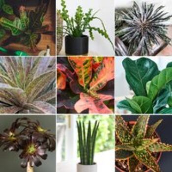 Nurseryman's Choice Foliage Houseplant Mix