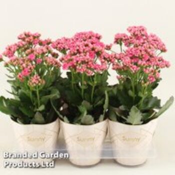 Kalanchoe 'Sunny Pink'