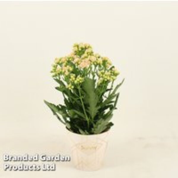 Kalanchoe 'Sunny Light Pink'