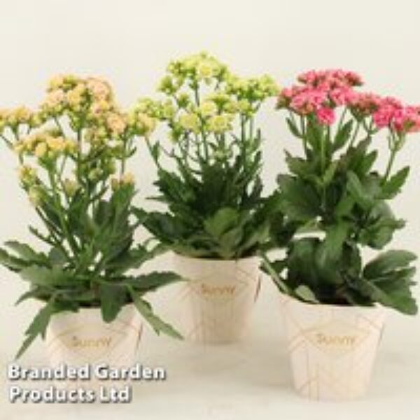 Kalanchoe 'Sunny Mix'