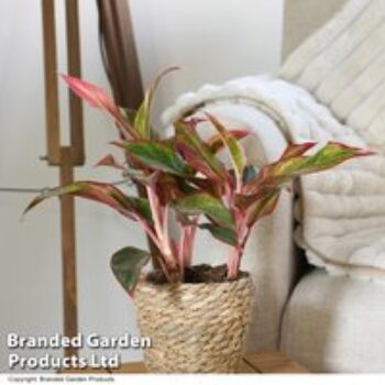 Aglaonema 'Crete'