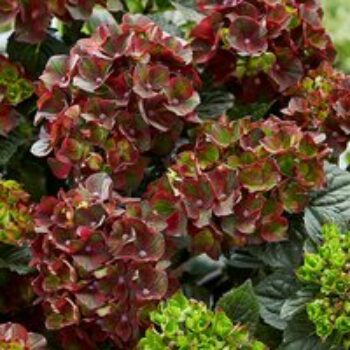 Hydrangea macrophylla 'Roco Black Knight'