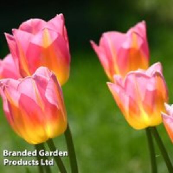 Tulip 'Tom Pouce'