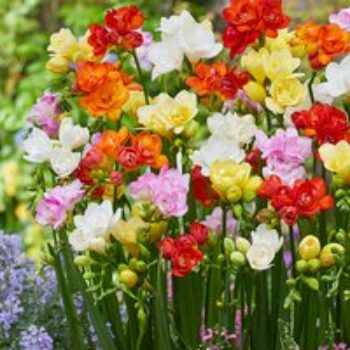 Freesia 'Double Mix'