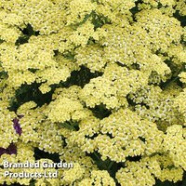 Achillea 'Summer Fruits Lemon'