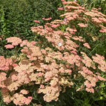 Achillea 'Summer Fruits Salmon'