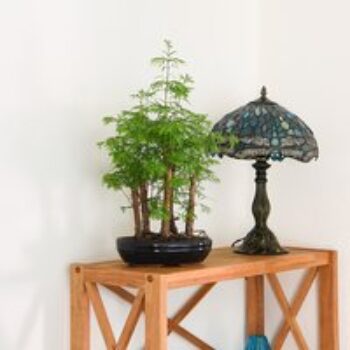 Bonsai Metasequoia Forest In Oval Ceramic