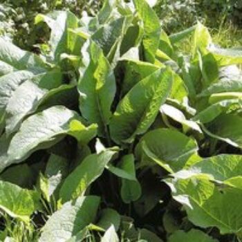 Comfrey - Seeds