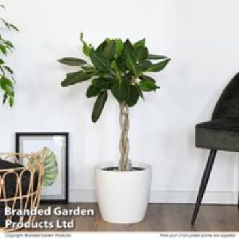 Ficus benghalensis 'Audrey' braided stem in hydro pot