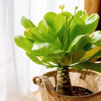 Brighamia insignis