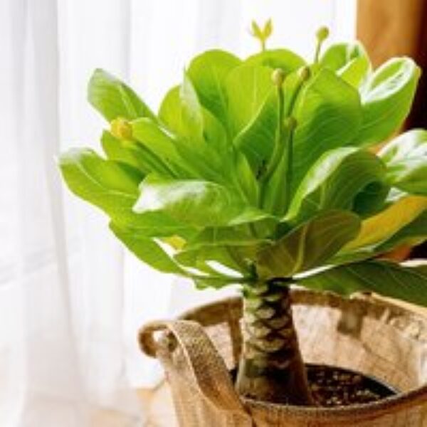 Brighamia insignis