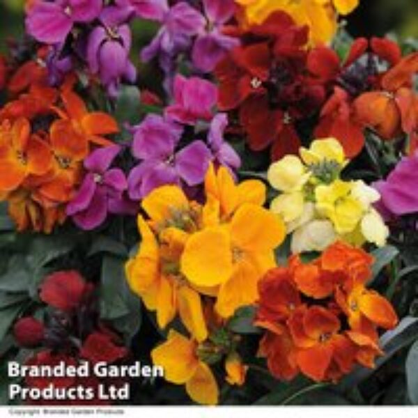 Wallflower 'Harlequin Mixed'