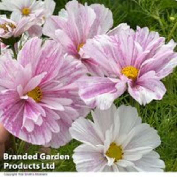 Cosmos 'Pink Mosaic' - Seeds