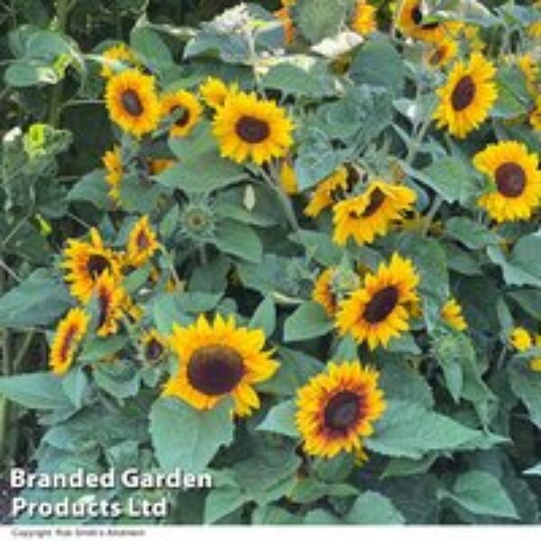 Sunflower 'Orange Mahogany' F1 - Seeds