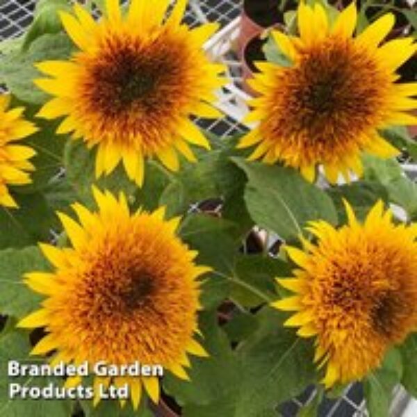 Sunflower 'Fire Fox' - Seeds