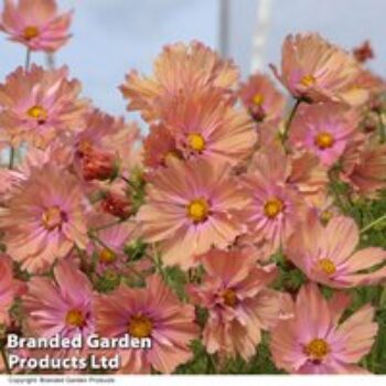 Cosmos 'Apricotta' - Seeds