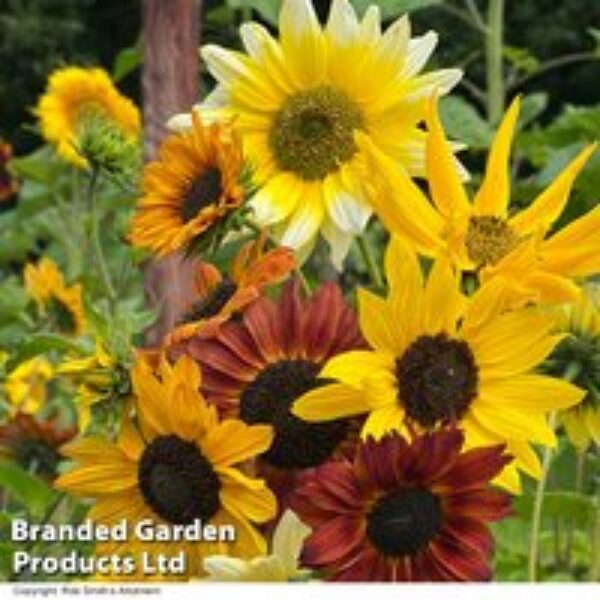 Sunflower 'Beaches Mix' - Seeds