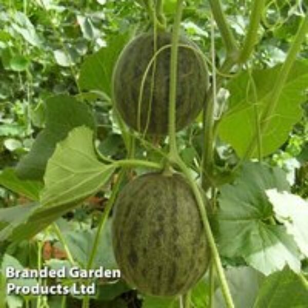 Melon 'Ginger' - Seeds