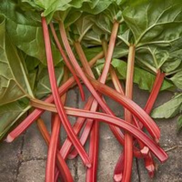 Rhubarb Goliath