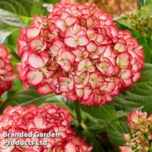 Hydrangea macrophylla 'Boskoop Beauty'