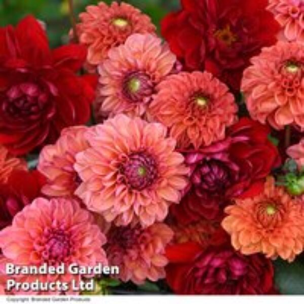 Dahlia 'Sunset Shades'