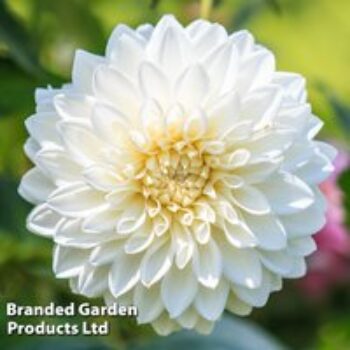 Dahlia 'Snow Cap'