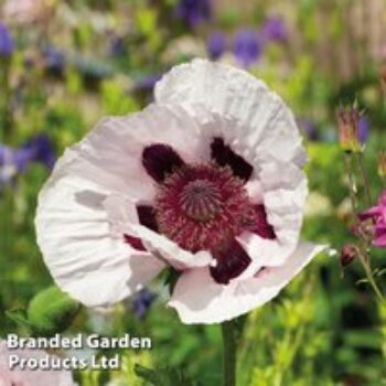 Poppy 'Royal Wedding' - Seeds