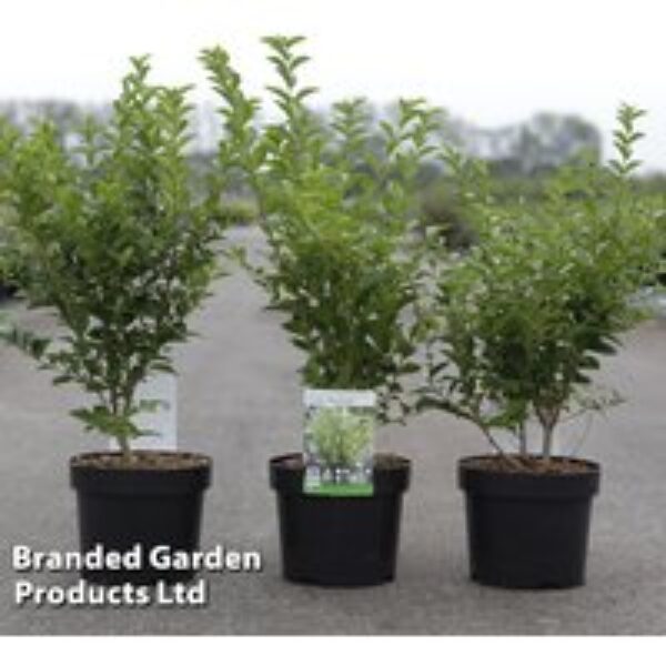 Ligustrum ovalifolium 'Green Diamond'