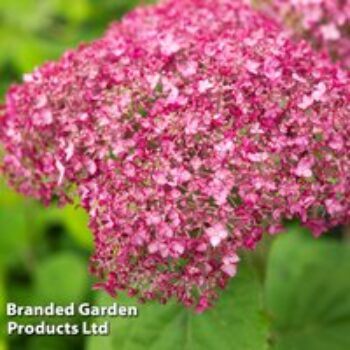 Hydrangea arborescens 'Sweet Annabelle'