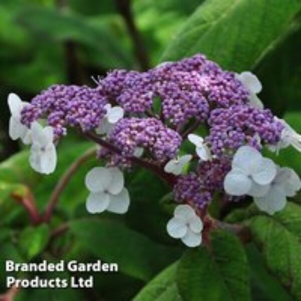 Hydrangea aspera 'Sargentiana'