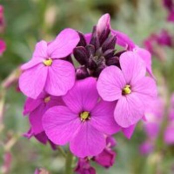 Erysimum 'Bowles Mauve'