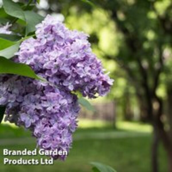 Lilac 'Michel Buchner'