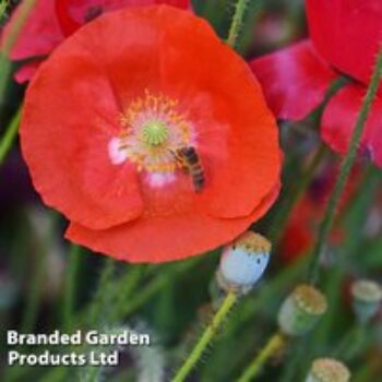 Poppy 'Legion Of Honor' - Seeds