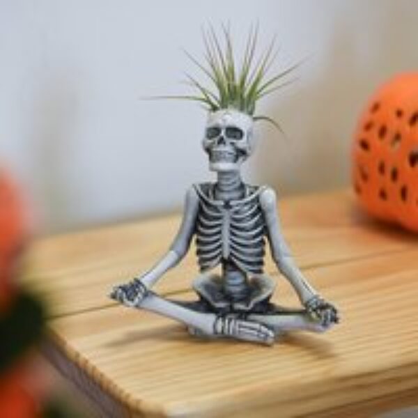 Halloween Tillandsia in Skeleton Pot