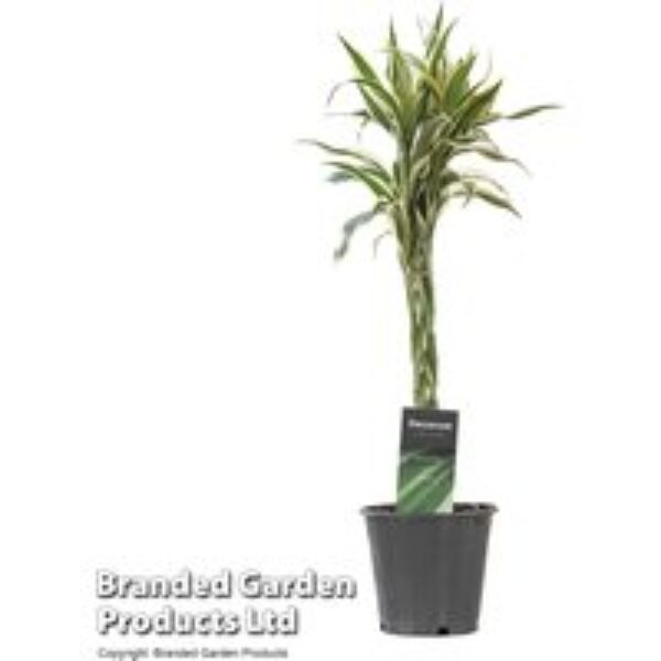 Dracaena surculosa 'Twisted Stem'