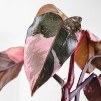 Philodendron erubescens 'Pink Princess'