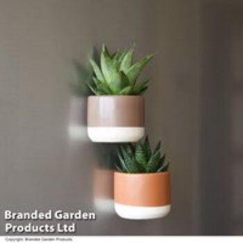 Succulent in Magnetic Brown Ceramic