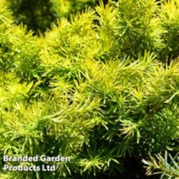 Picea glauca 'Jalako Gold'